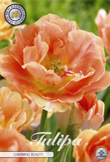 Tulipa Charming Beauty 7-pack