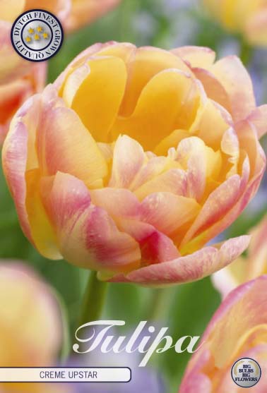 Tulipa Cream Upstar 7-pack