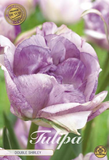 Tulipa Double Shirley (premium) 7-pack