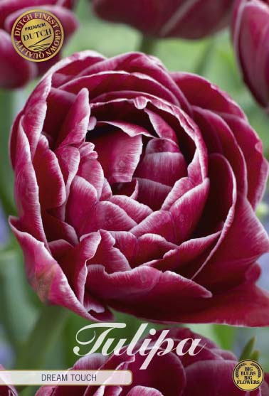 Tulipa Dream Touch (premium) 7-pack
