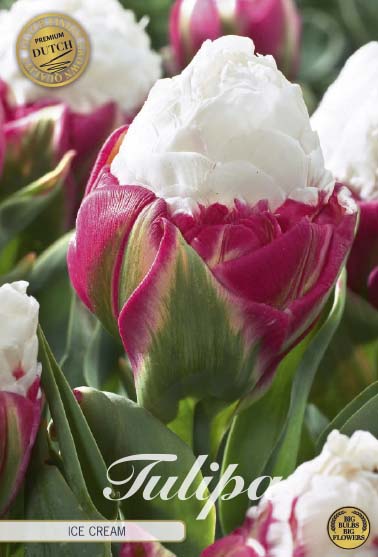 Tulipa Ice Cream (premium) 5-pack