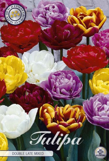 Tulipa Double Late Mixed 10-pack