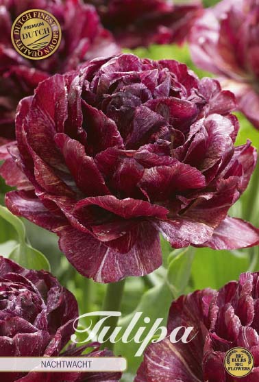 Tulipa Nachtwacht (premium) 5-pack