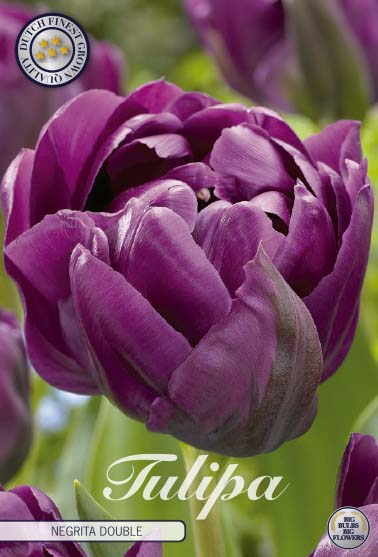 Tulipa Negrita Double 7-pack