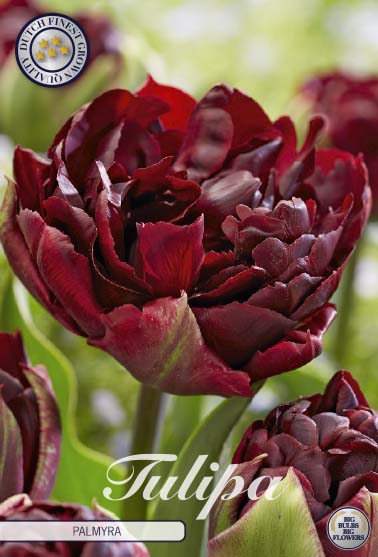 Tulipa Palmyra 7-pack