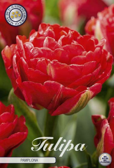 Tulipa Pamplona 7-pack