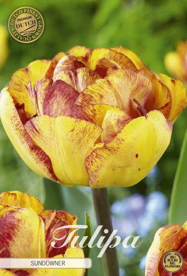 Tulipa Sundowner (premium) 7-pack