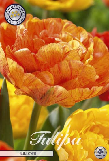 Tulipa Sunlover 7-pack