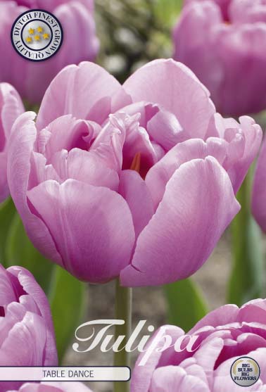 Tulipa Table dance 7-pack