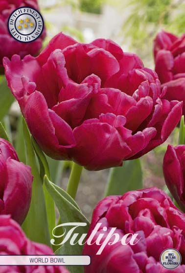 Tulipa World Bowl 7-pack