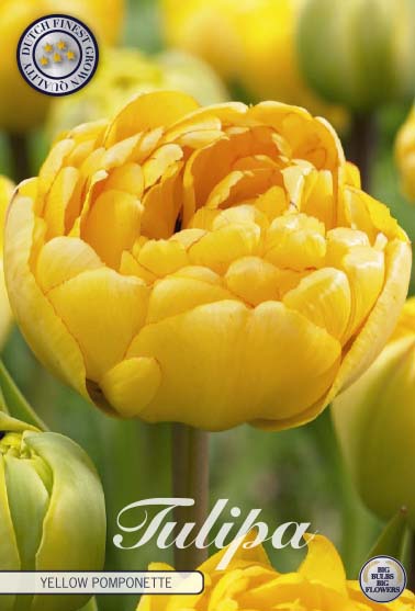 Tulipa Yellow Pomponette 7-pack