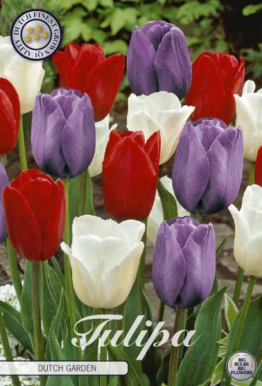 Tulipa Dutch Garden 10-pack