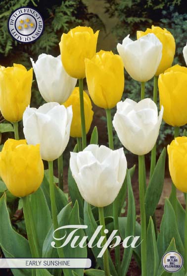 Tulipa Early Sunshine 10-pack