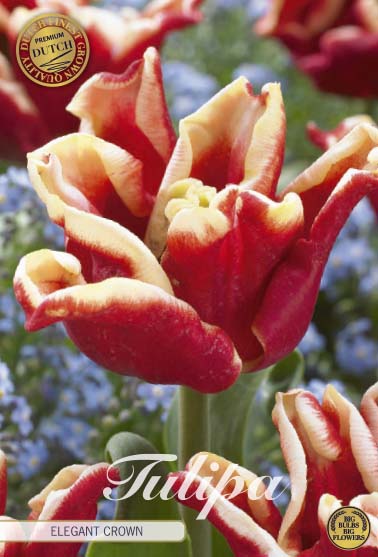 Tulipa Elegant Crown (premium) 7-pack