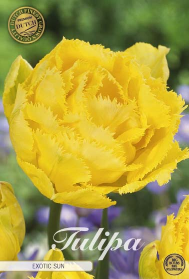 Tulipa Exotic Sun (premium) 7-pack