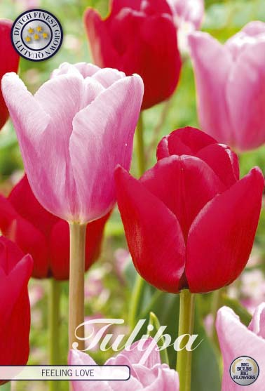 Tulipa Feeling Love 10-pack