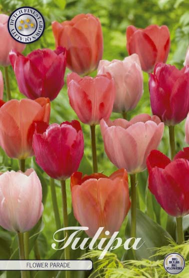 Tulipa Flower Parade 10-pack