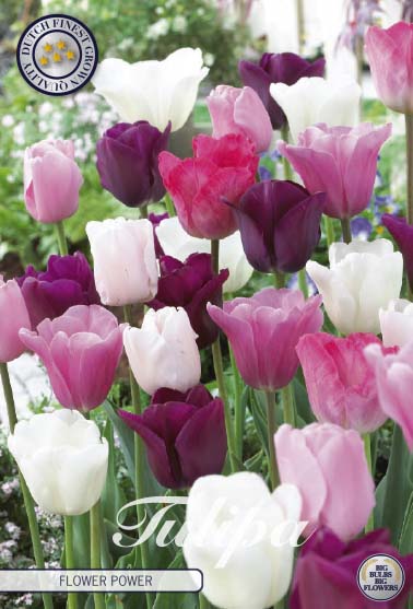 Tulipa Flower Power 10-pack