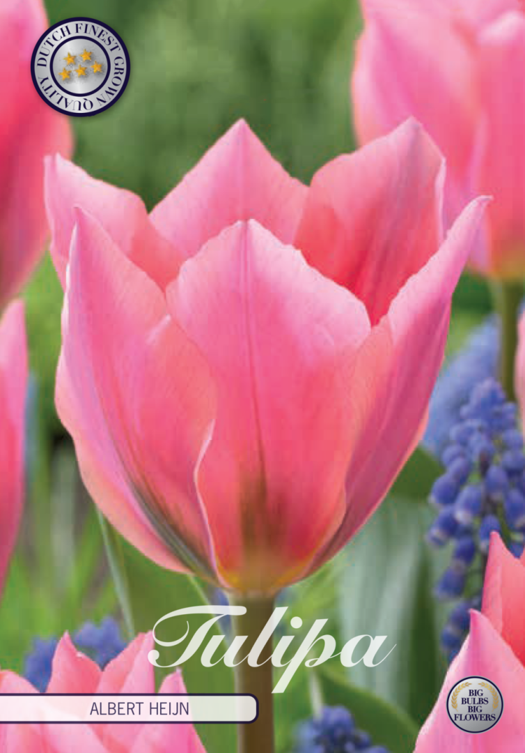 Tulipa Albert Heijn 7-pack