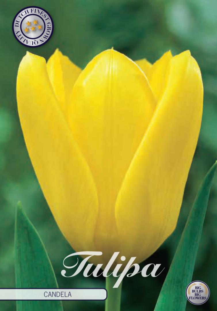 Tulipa Candela 10-pack