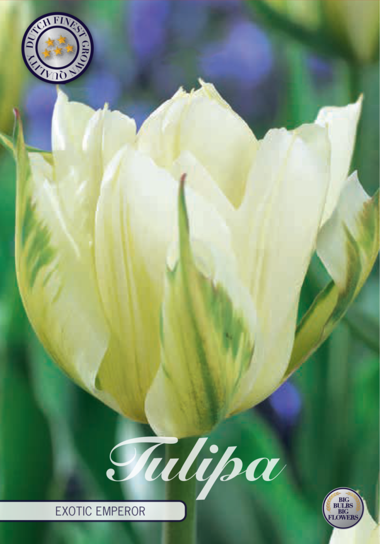 Tulipa Exotic Emperor 7-pack