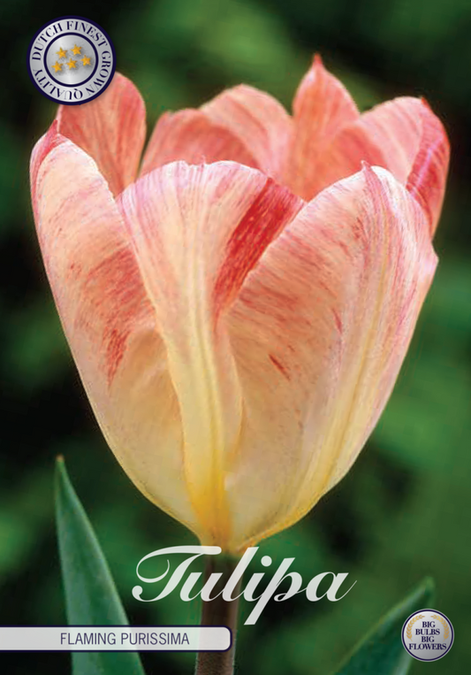 Tulipa Flaming Purissima 10-pack