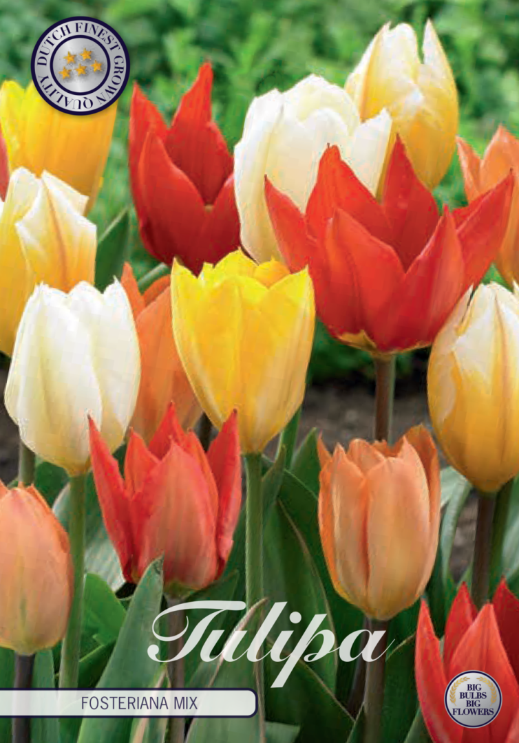 Tulipa Fosteriana Mixed 10-pack