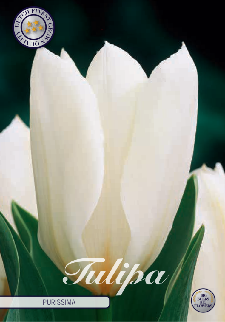 Tulipa Purissima 10-pack