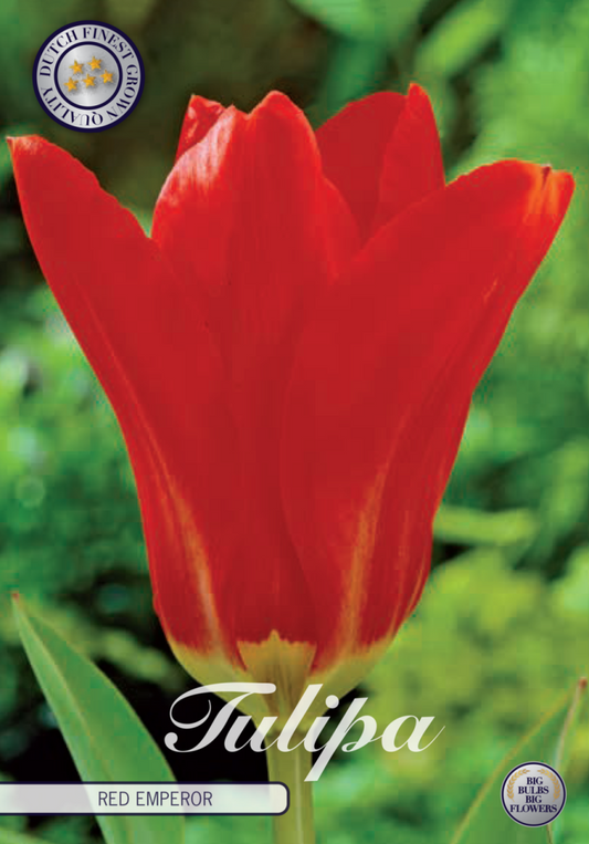 Tulipa Red Emperor 10-pack