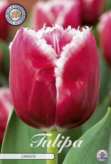 Tulipa Canasta 7-pack