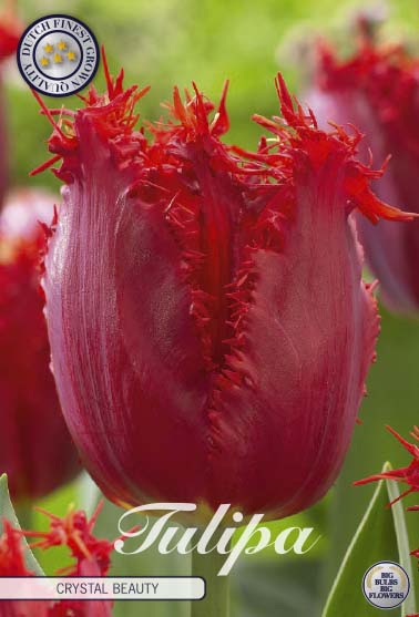 Tulipa Crystal Beauty 10-pack