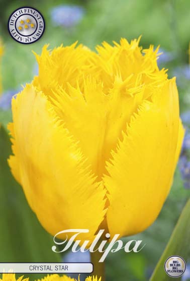 Tulipa Crystal Star 10-pack