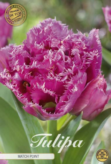 Tulipa Matchpoint (premium) 7-pack