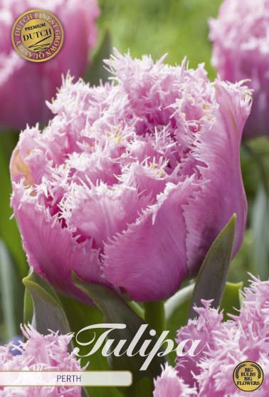 Tulipa Perth (premium) 7-pack