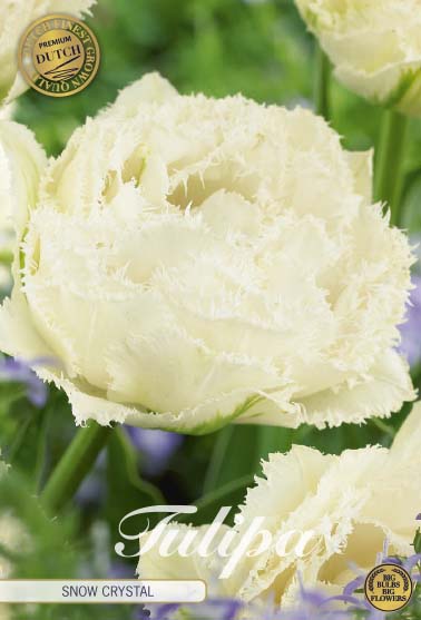 Tulipa Snow Crystal (premium) 7-pack