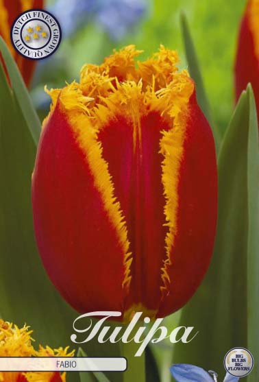 Tulipa Fabio 7-pack