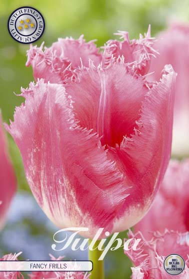 Tulipa Fancy Frills 7-pack