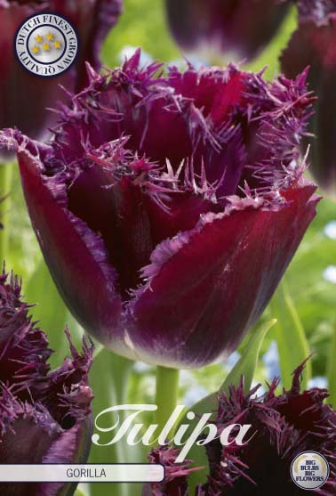Tulipa Gorilla 7-pack