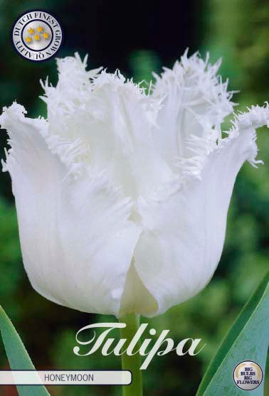 Tulipa Honeymoon 7-pack