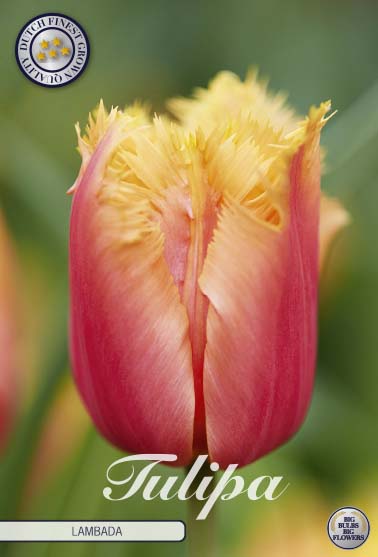 Tulipa Lambada 10-pack