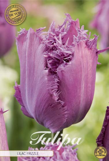 Tulipa Lilac Frizzle 7-pack