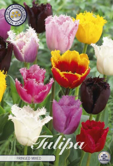 Tulipa Fringed Mixed 10-pack