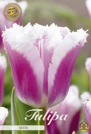 Tulipa Siesta (premium) 7-pack