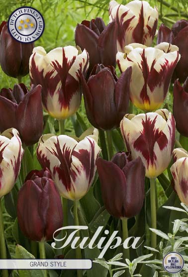 Tulipa Grand Style 10-pack