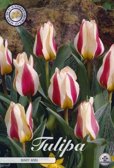 Tulipa Mary Ann 7-pack