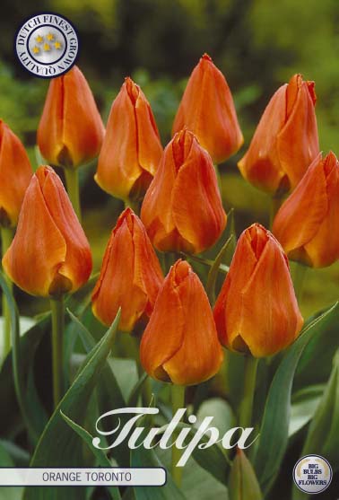 Tulipa Orange Toronto 10-pack