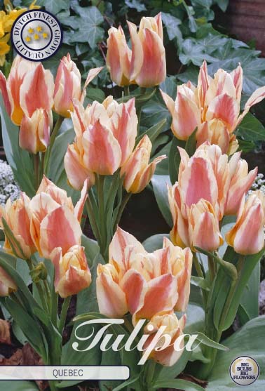 Tulipa Quebec 10-pack