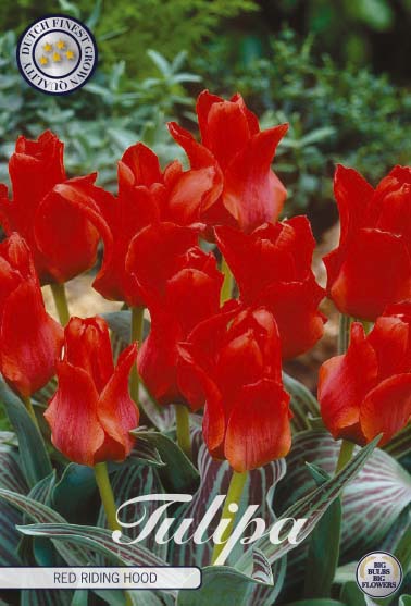 Tulipa Red Riding Hood 10-pack