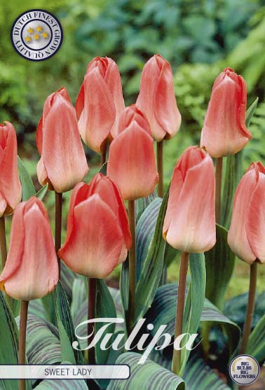Tulipa Sweet Lady 7-pack