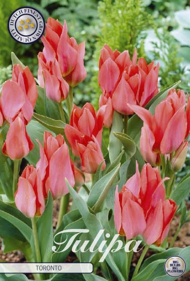 Tulipa Toronto 10-pack